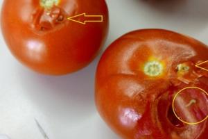 В Чернівецькій області затримали вантаж томатів зі шкідливими організмами