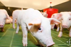На Буковині померло майже пів тисячі свиней через спалах АЧС