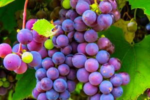 При несвоєчасному захисту винограду від шкідника можна втратити 100% урожаю — фахівець