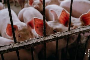 Ціни на живець свиней — прогноз на 19-25 квітня