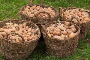 В Україні прогнозують збір урожаю картоплі двічі на рік