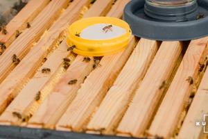 Експерт порадив, чим найкраще підгодувати бджіл навесні