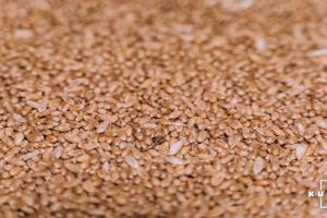 Україна експортувала 85% обсягу пшениці узгодженого в Меморандумі