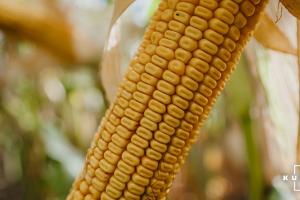Експерт назвав найурожайніші для центру України гібриди кукурудзи 