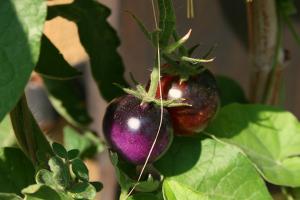 В Уманському тепличному комбінаті почали вирощувати фіолетові томати
