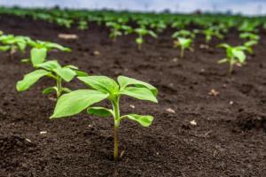 Фахівець порадив гербіцидні рішення для соняшника при вирощуванні в умовах нестачі вологи