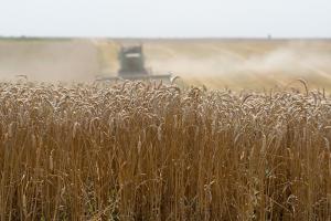 Валовий збір зерна у 2021 році складе понад 70 млн т — ННЦ
