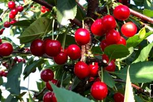 Експерти розповіли про рентабельність вирощування вишні в Україні