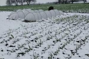 Фермери розповіли, як сніг та приморозки вплинули на стан посівів