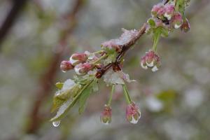 На Черкащині рятують фруктові сади від заморозків за допомогою сучасних технологій