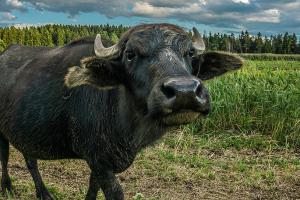 До проєкту Дороги смаку долучається буйволина ферма із Чернігівщини