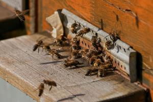 На Вінниччині масово гинуть бджоли через отруєння пестицидами
