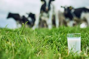 Озвучено ціни на молоко-сировину в Україні 