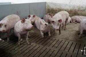 Ціни на живець свиней — прогноз на 3-9 травня
