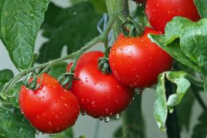 У світі поширюється новий небезпечний вірус томатів
