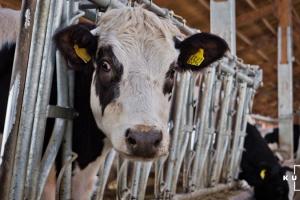 Дефіцит худоби призвів до аномально високих сезонних цін на живець ВРХ