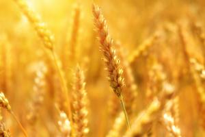 Україна зменшила експорт пшениці на 4 млн тонн