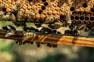 На Рівненщині пасічники звинувачують агрохолдинг в загибелі бджіл