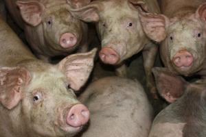 Україна заборонила ввіз свиней з ЄС через спалах АЧС