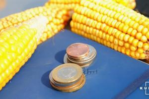 Світові ціни на кукурудзу залишаються найвищими за останні 8 років — FAO