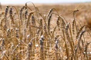 З України експортовано понад 39 млн тонн зерна