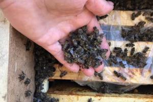 На Закарпатті загинуло 8 мільйонів бджіл