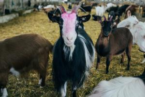 Тваринникам надаватимуть дотації за утримання кіз та овець