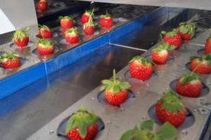 В Україні працюють дві італійські машини для видалення плодоніжки у полуниці