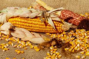 Ціни на кукурудзу досягли тритижневого мінімуму