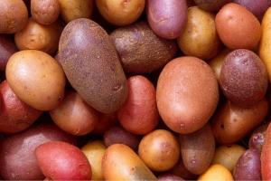 Україна зменшила імпорт картоплі на 12%