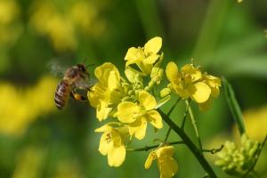 У Польщі фермеру загрожує 8 років в’язниці за масове отруєння бджіл