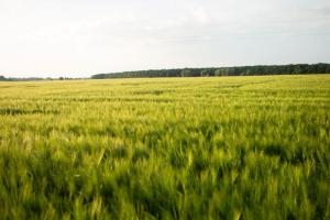 Ігор Петрашко керуватиме земельною реформою в Україні — Зеленський