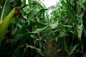 Посівна кукурудзи в США наближається до завершення