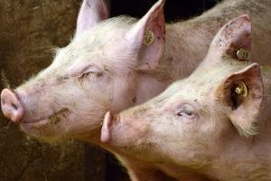 Ціни на живець свиней — прогноз на 31 травня-6 червня