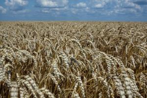 Фуражна пшениця продовжить дешевшати — G.R. Agro