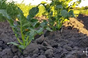 В Україні шкідниками пошкоджено до 35% овочевих насаджень