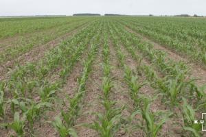 В США кукурудзою засіяли 95% площ