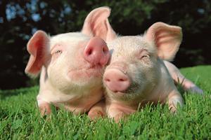 В Україні зросли ціни на живець свиней на 6%