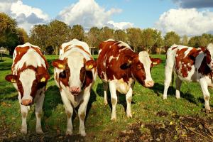 У травні відкрилося 8 нових сімейних молочних ферм
