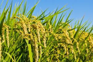На Херсонщині розширюють рисові плантації