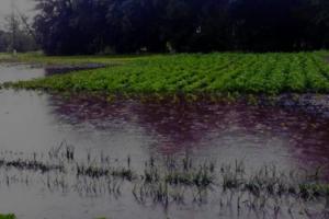 Внаслідок злив на Дніпропетровщині загинули посіви озимої пшениці