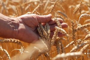 В аграрному секторі економіки призупинено поглиблення інвестиційної кризи  — ННЦ