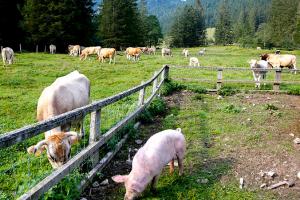 М’ясна галузь України закликає повернути ПДВ 20% на живих свиней та ВРХ