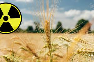 В Україні збільшуються площі посівів сільгоспкультур на радіоактивно забруднених землях