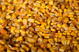 Експерти прогнозують зниження світових запасів кукурудзи