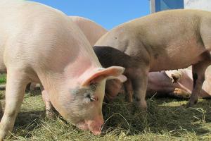 Ціни на живець свиней — прогноз на 14-20 червня
