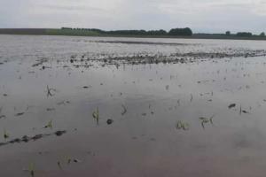 Фермер з Луганщини через зливу втратив 130 га кукурудзи та соняшника 