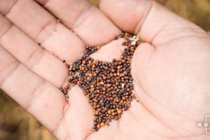Названо найпопулярніші гібриди насіння озимого ріпаку в Україні в 2021 році