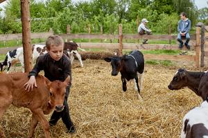 На Полтавщині та Сумщині відкриються перші сімейні молочні ферми 