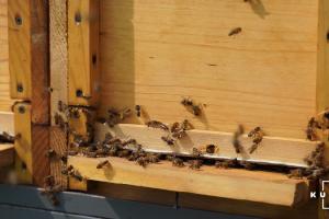 На Волині загинуло близько 200 бджолиних сімей